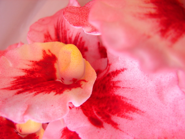 Modelovan orchidei